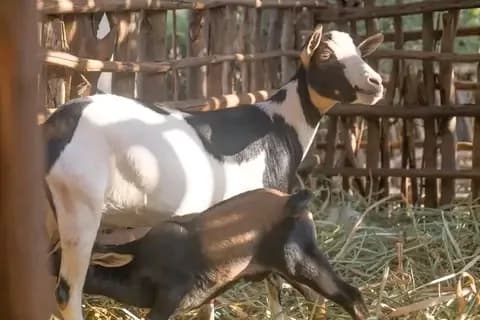 A Dairy Goat