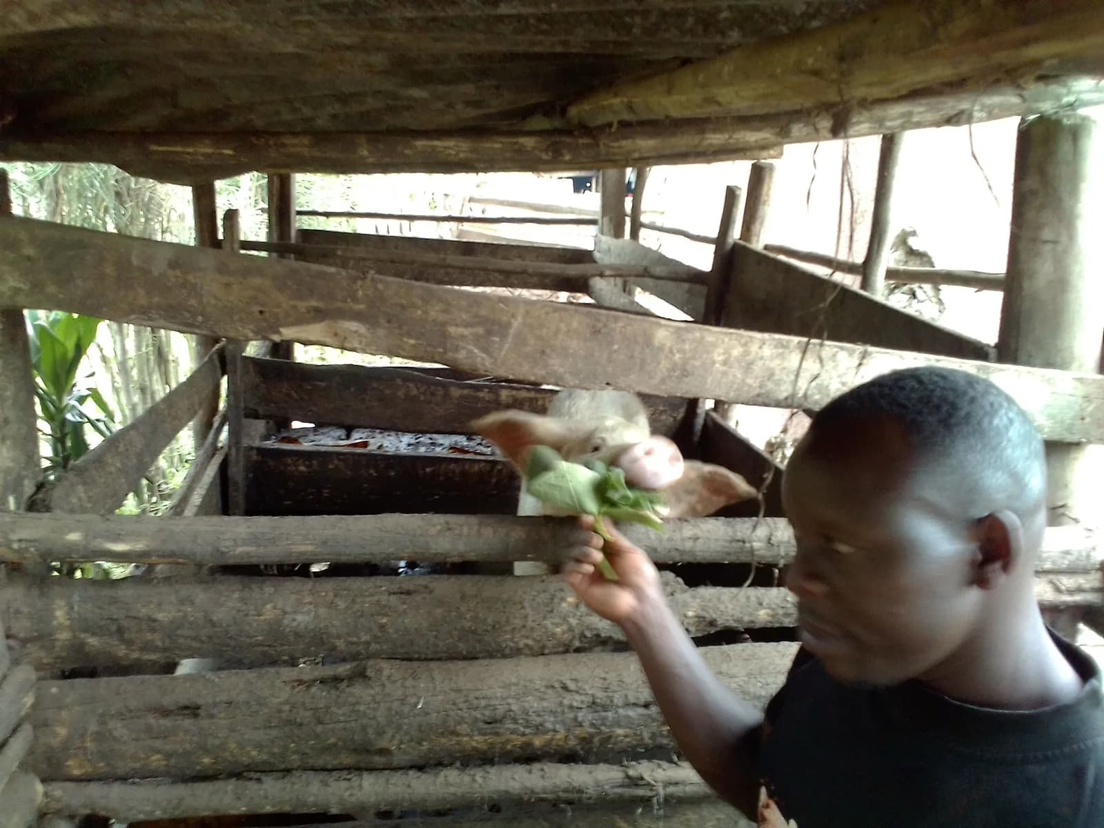 A Breeding Pig