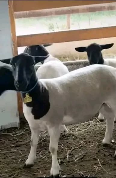 A Woolly Sheep