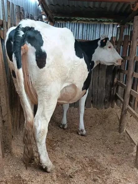 A Dairy Cow