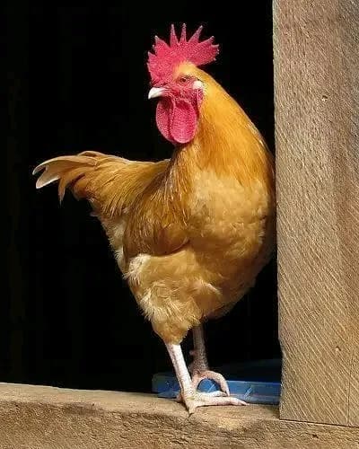 A Flock of Hens